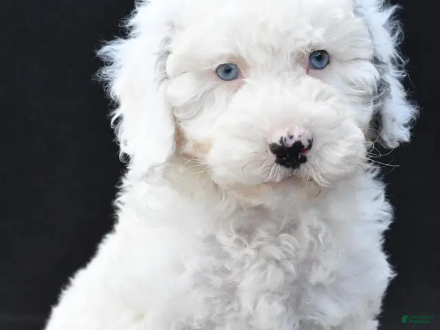 Mini Sheepadoodle dogs Cassandra - Ad 1