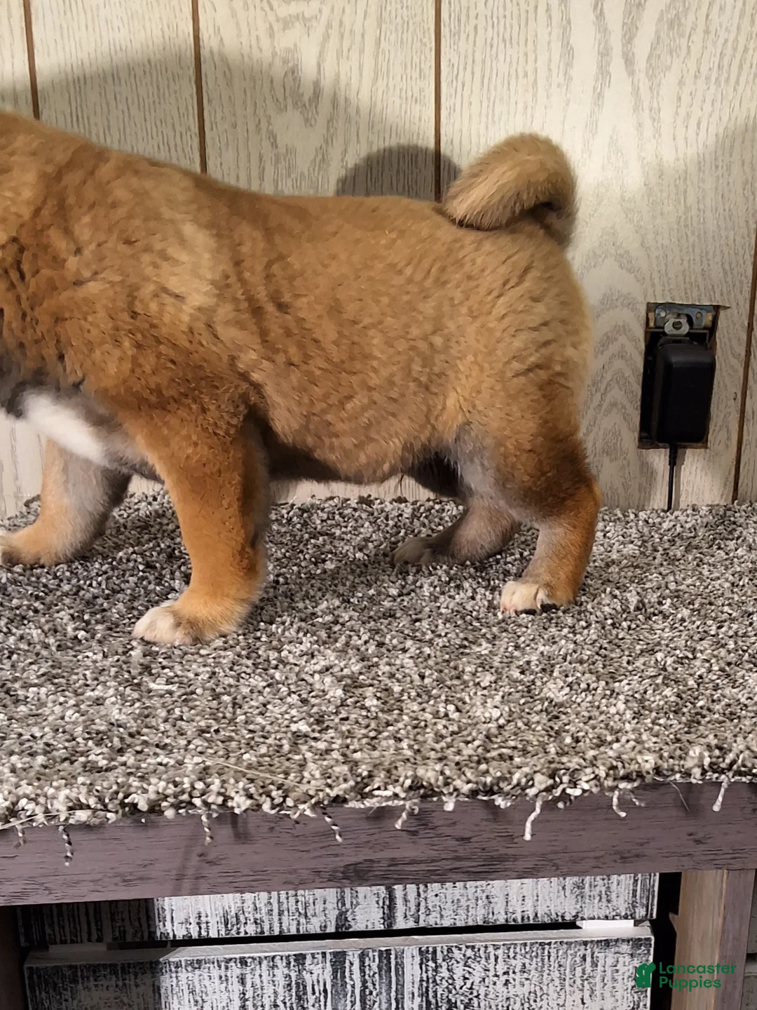 Shiba Inu dogs for sale: Shiba Inu Puppy 2 - Ad 3