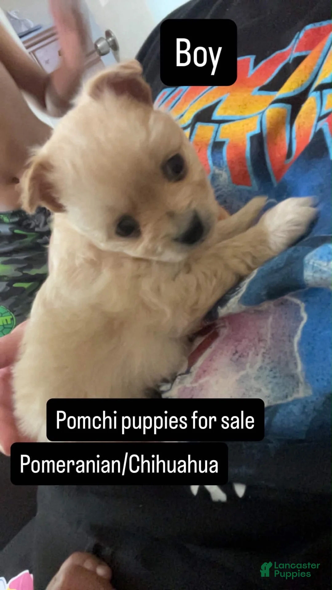 Pomchi dogs for sale: Snowy - Ad 2