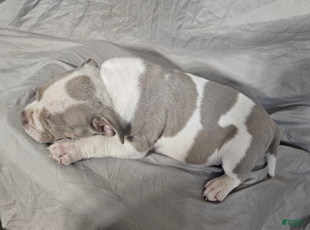 American Bully dogs for sale: Bruiser - Lilac Pied - Ad 10