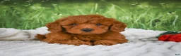 Mini Goldendoodle dogs for sale: Remi - Ad 8