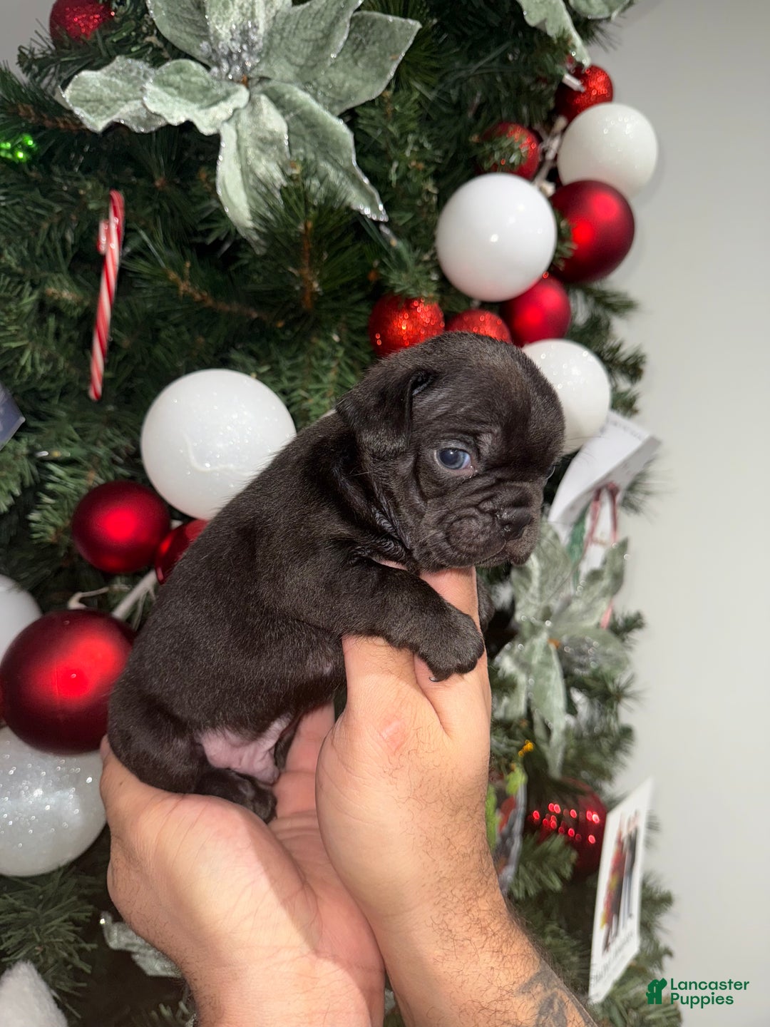French Bulldog dogs for sale: Hershey  - Ad 7