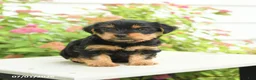 Yorkshire Terrier dogs for sale: Violet - Ad 2