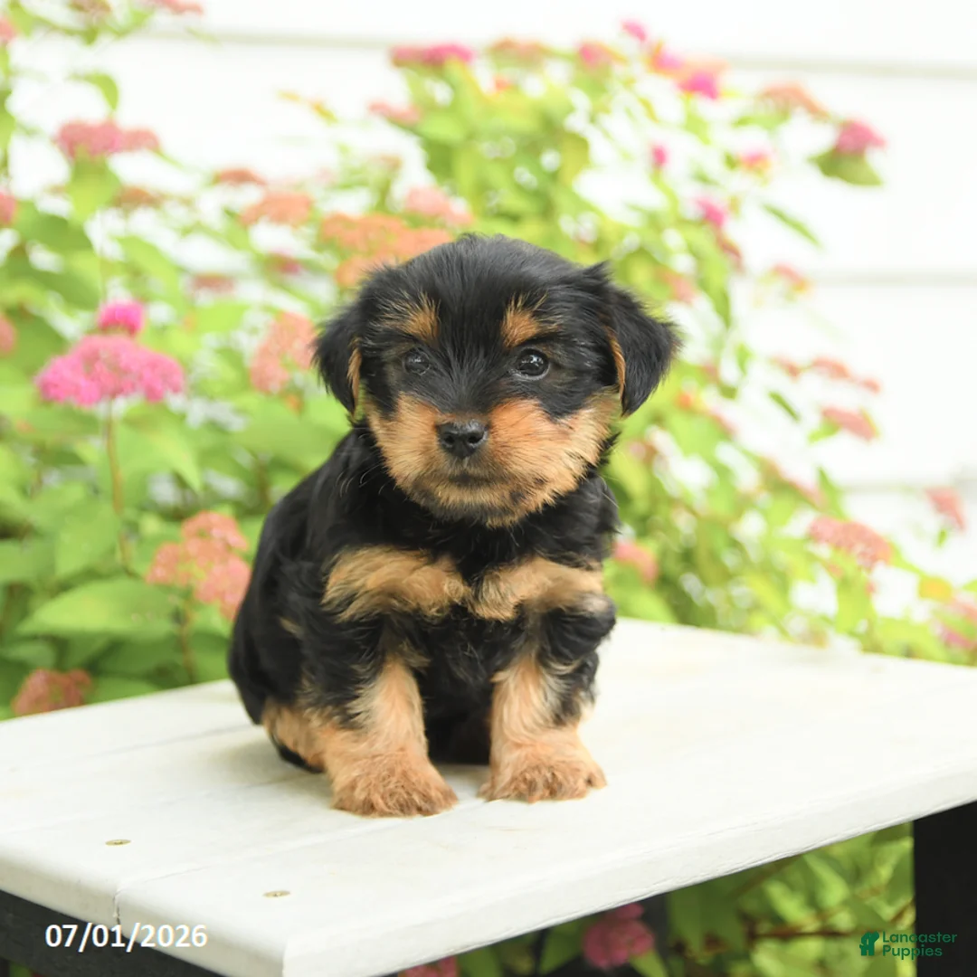 Yorkshire Terrier dogs for sale: Violet - Ad 2