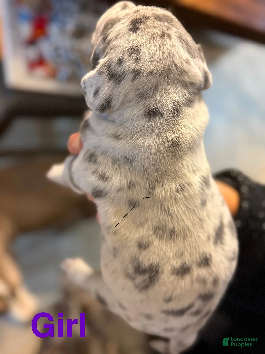 American Bully dogs for sale: "LIL KIM" - Ad 11