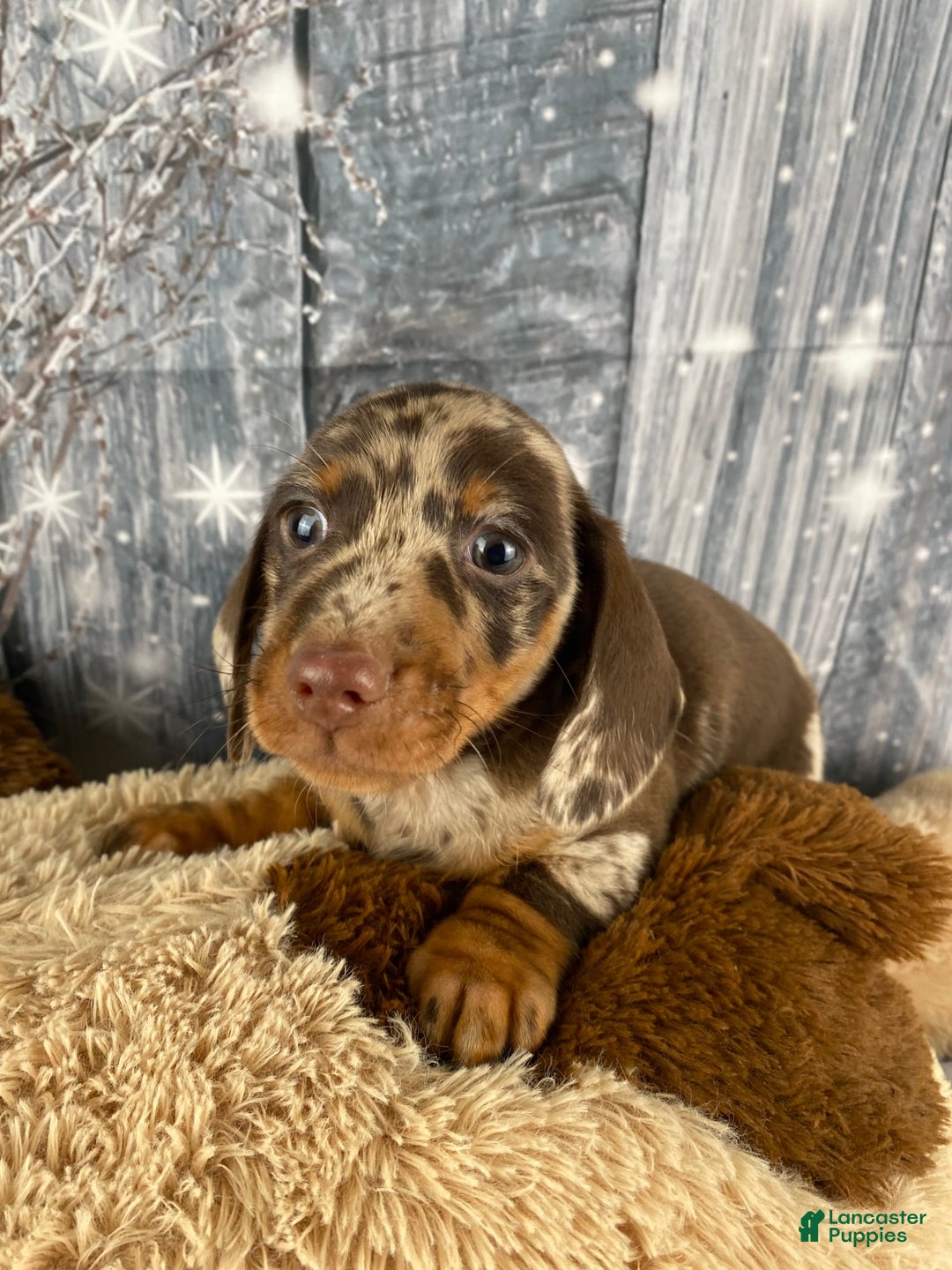 Miniature Dachshund dogs for sale: Max - Ad 8