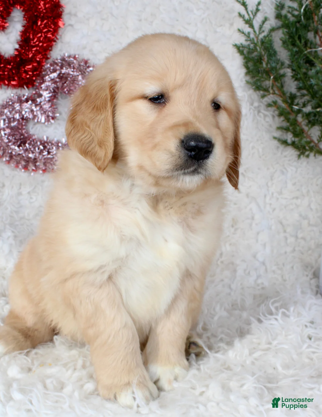 Golden Retriever dogs for sale: Golden Retriever Puppy Female 2 - Ad 5