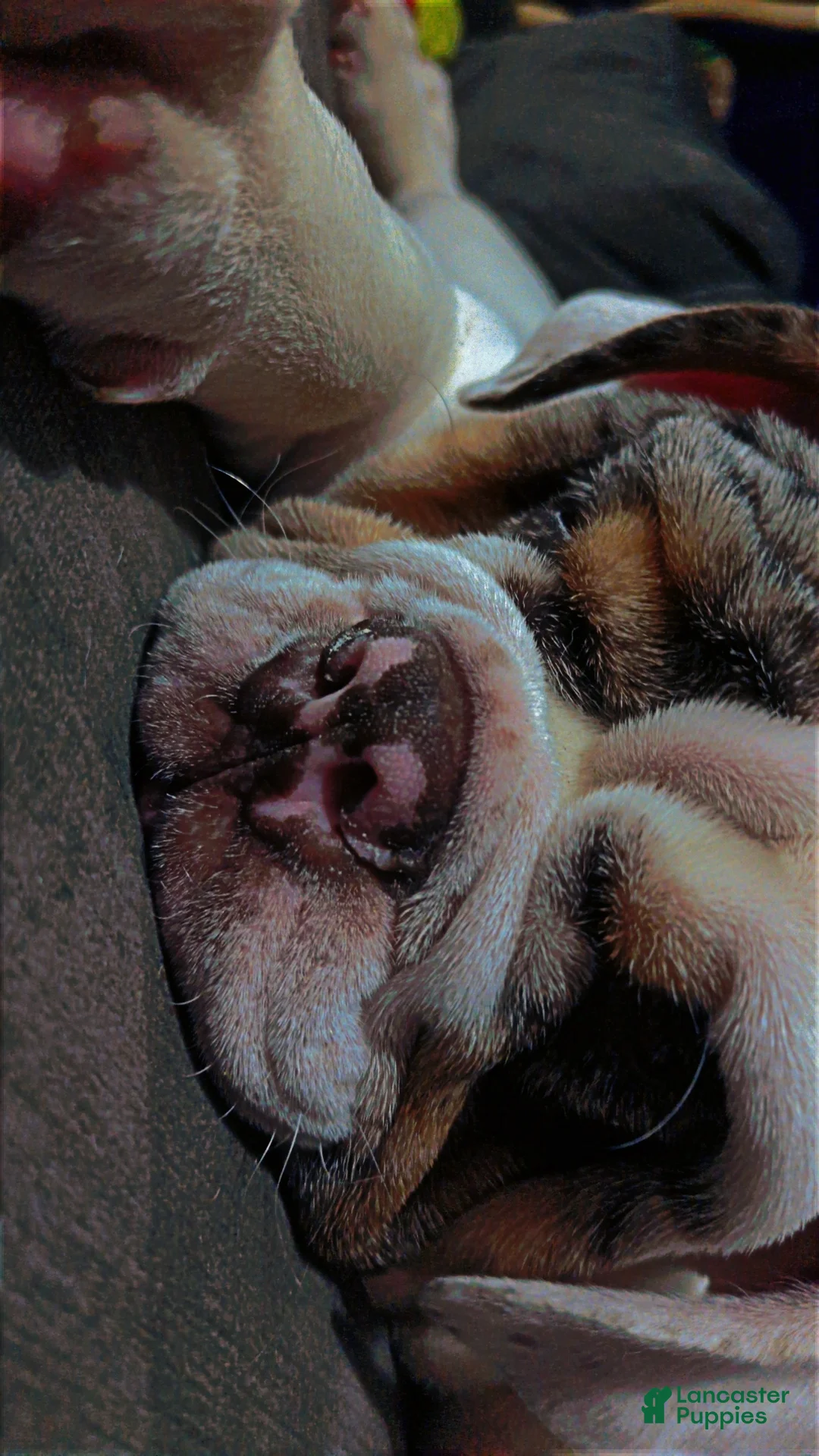 English Bulldog dogs for stud: Balloo - Ad 2