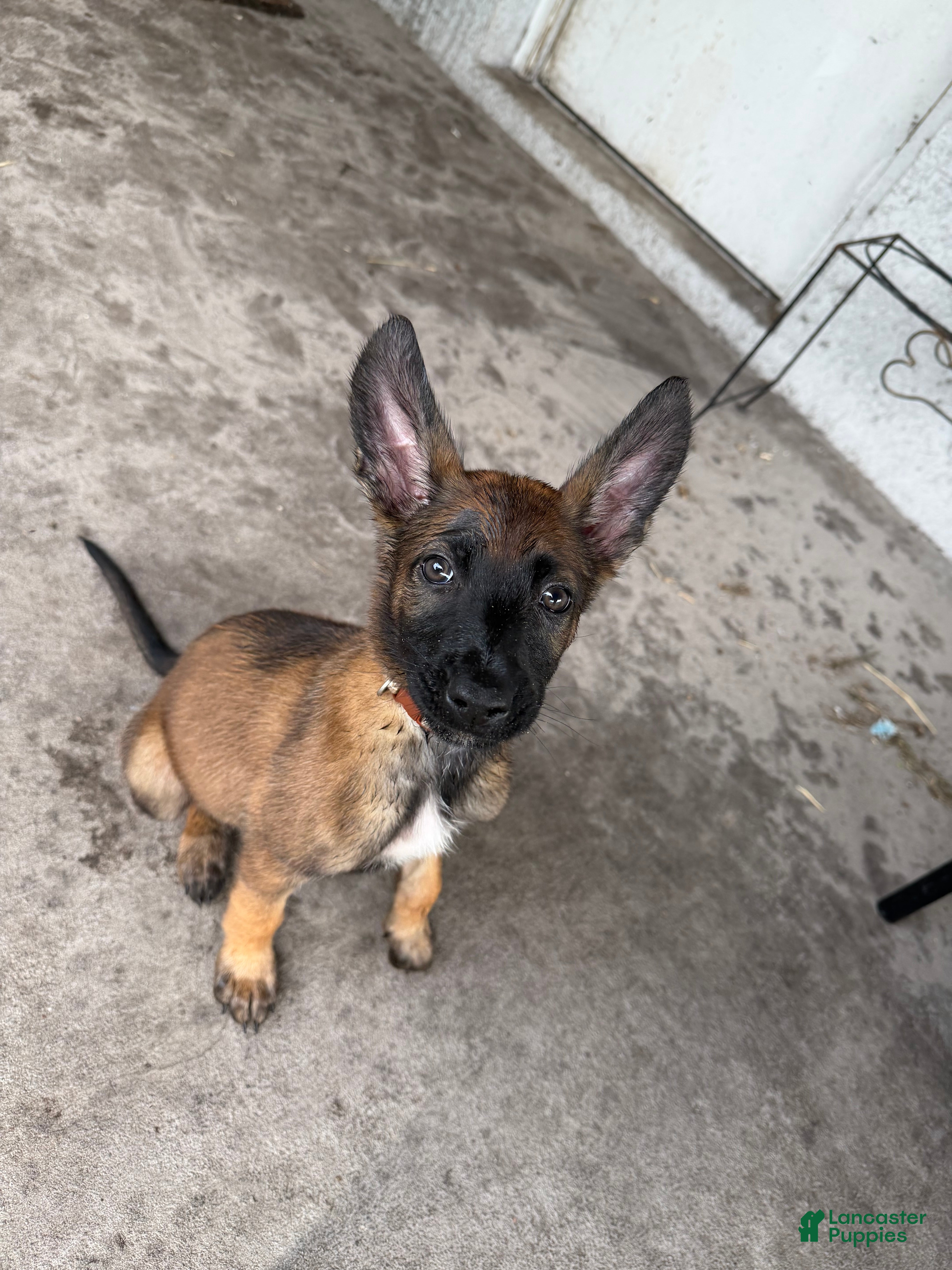 Belgian Malinois dogs for sale: Rogue - Ad 1