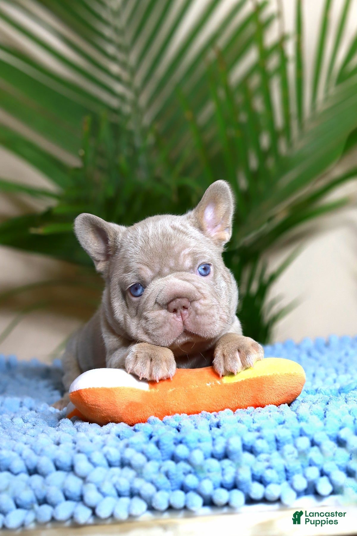 French Bulldog dogs Royal  - Ad 1