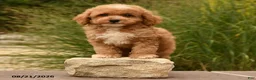 Cockapoo dogs for sale: Oakley - Ad 3
