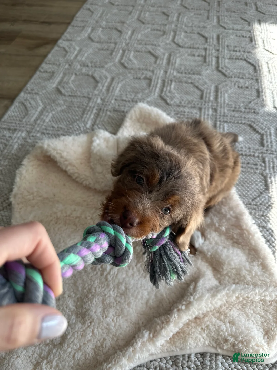Bernedoodle dogs for sale: Bernedoodle Puppy 1 - Ad 1