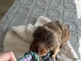 Bernedoodle dogs Bernedoodle Puppy 1 - Ad 27