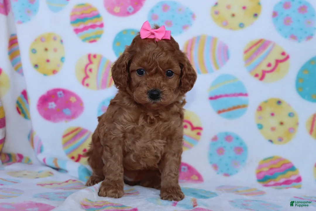 Miniature Poodle dogs for sale: Rosie - Ad 1