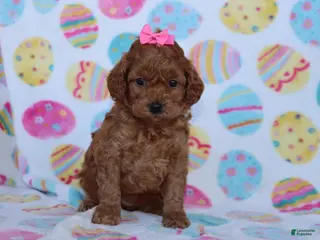 Miniature Poodle dogs for sale: Rosie - Ad 1