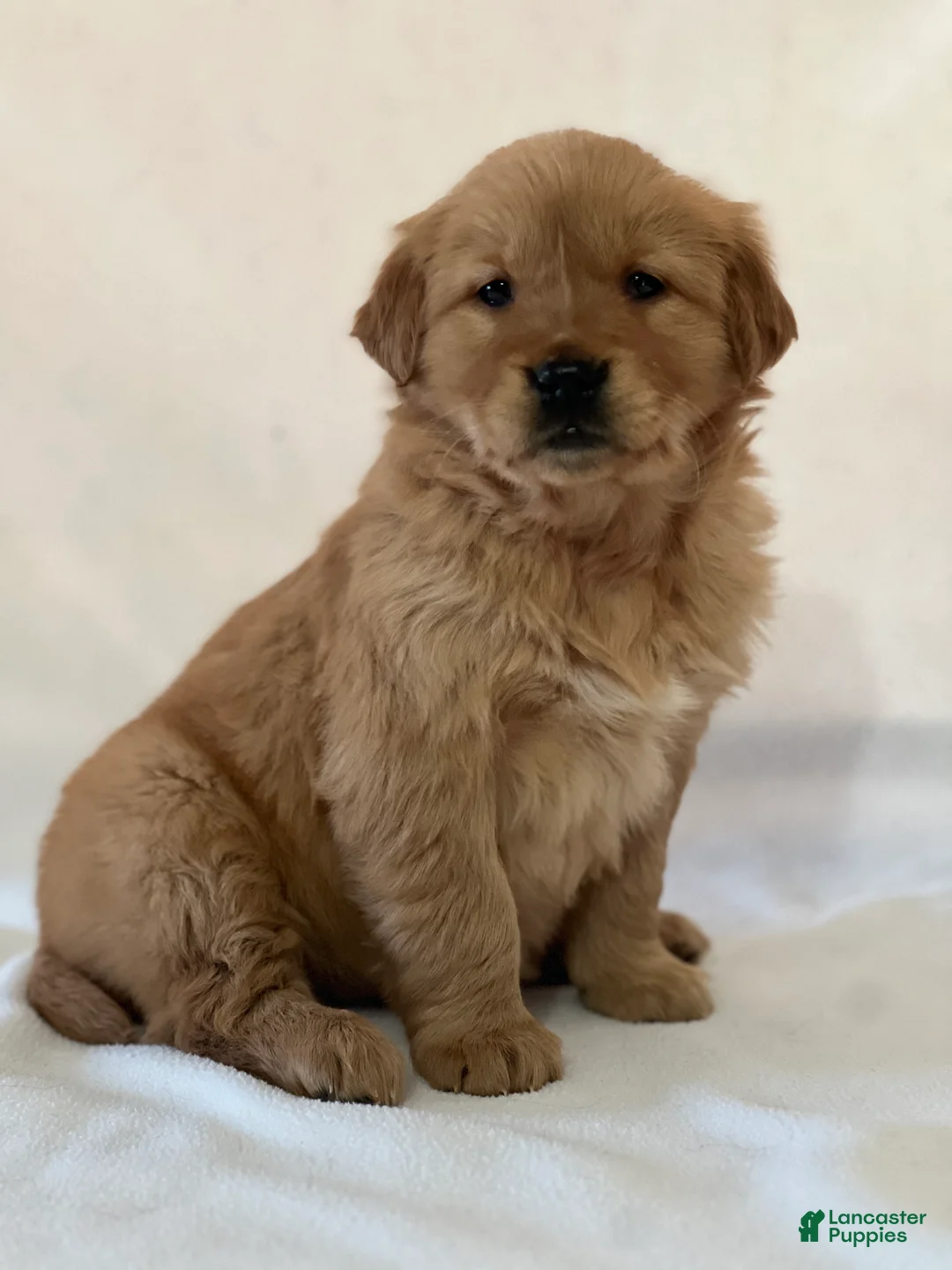 Golden Retriever dogs for sale: Sophie - Ad 1