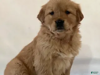 Golden Retriever dogs Sophie - Ad 8