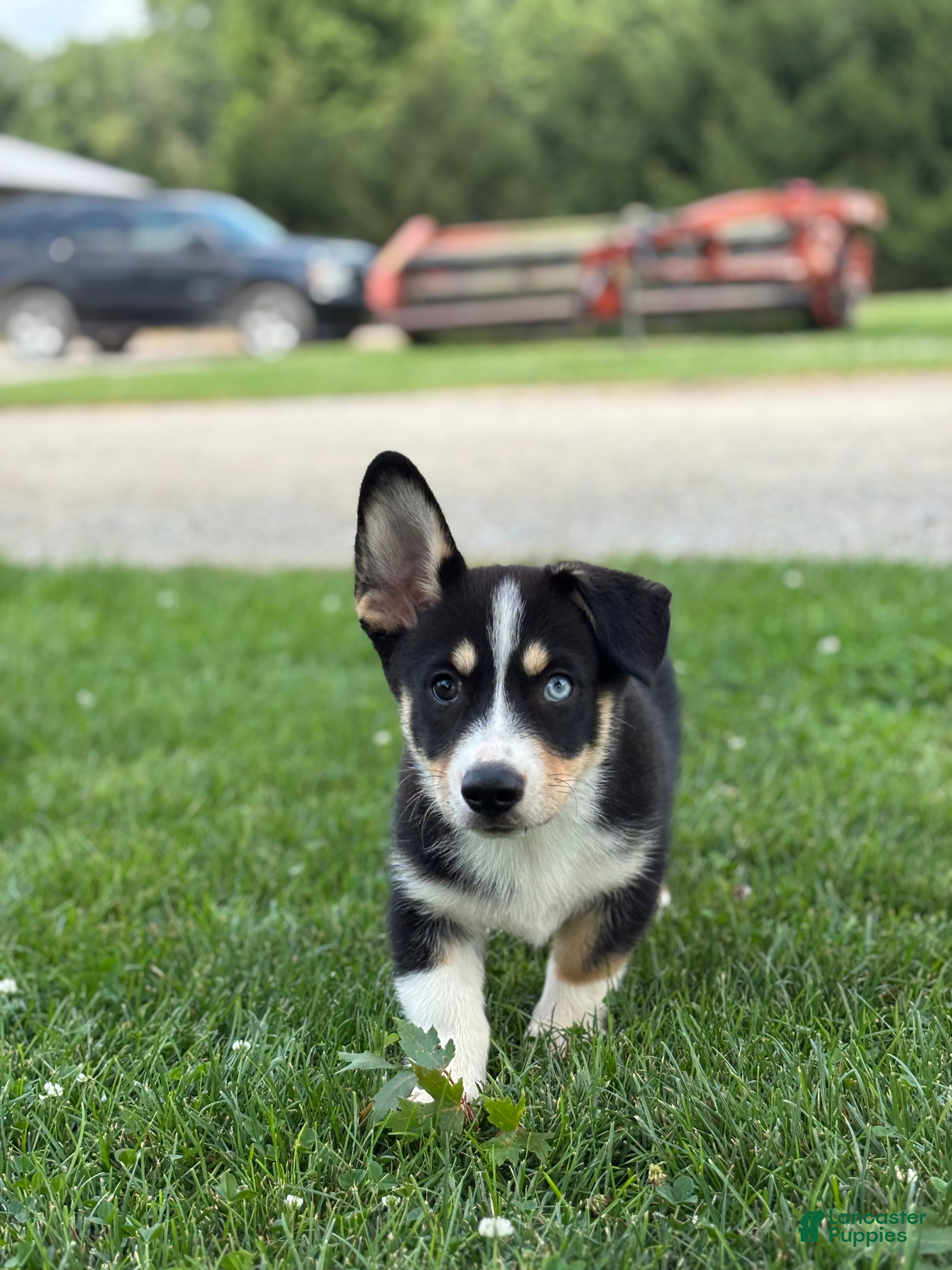 Mixed Breed dogs Regina - Ad 1