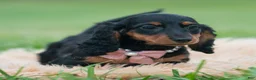 Miniature Dachshund dogs for sale: Black Betty - Ad 3