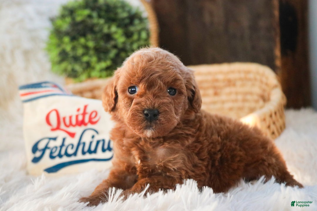 Miniature Poodle dogs for sale: Finnigan - Ad 5