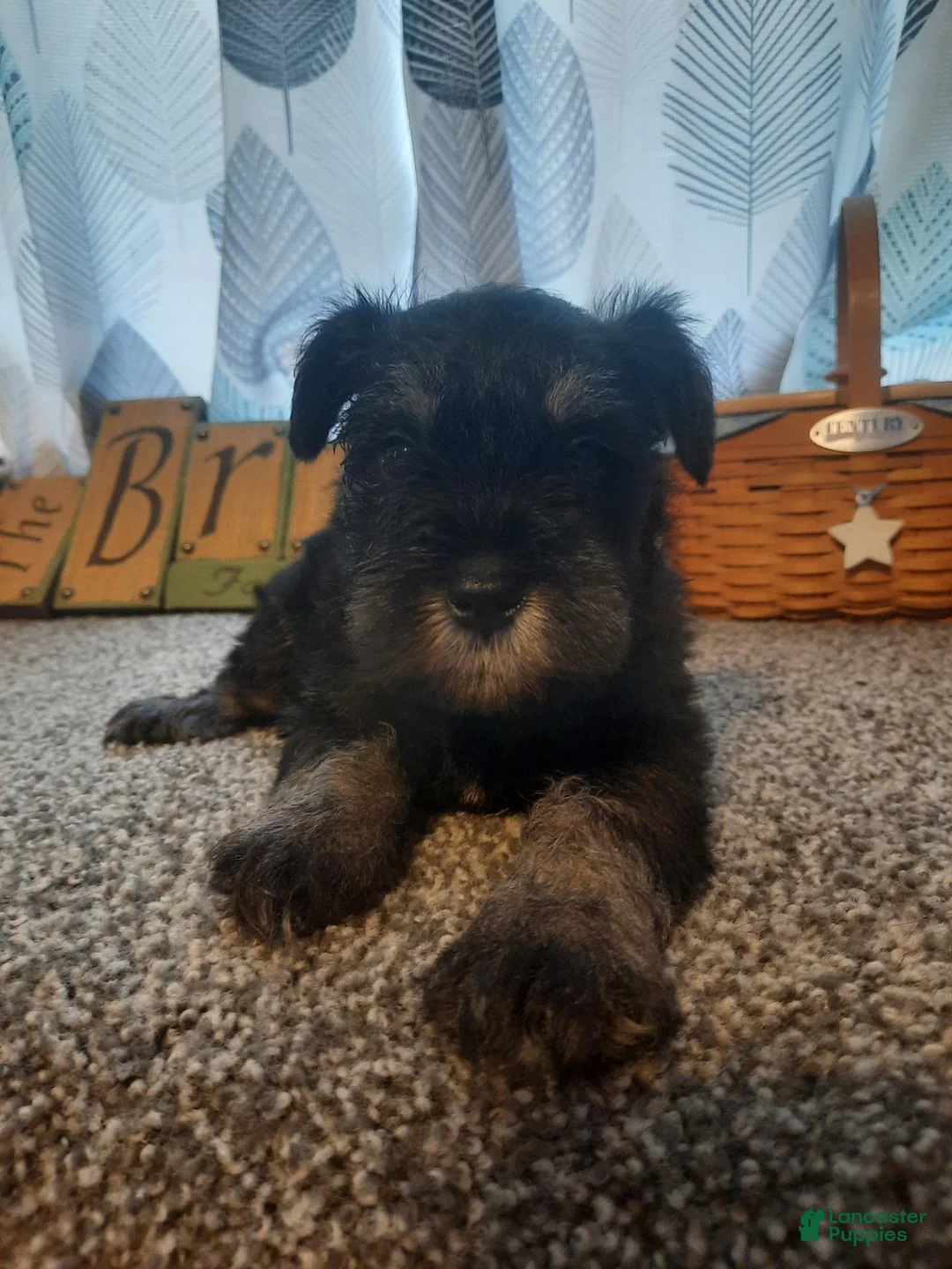 Miniature Schnauzer dogs for sale: AKC Hot Rod - Ad 1