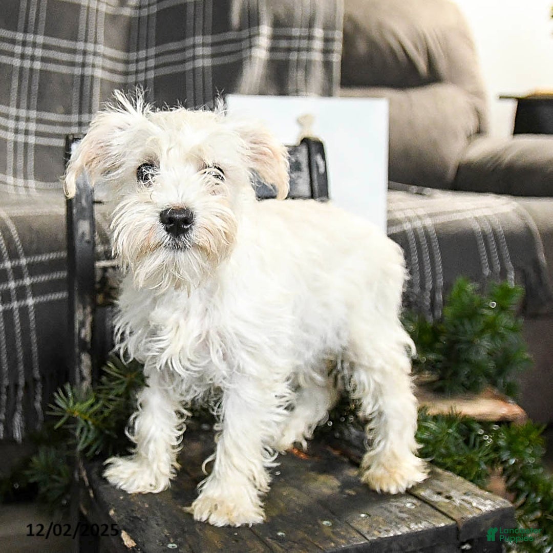 Schnoodle dogs for sale: Everett - Ad 2