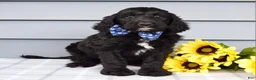 Labradoodle dogs for sale: Conner - Ad 8