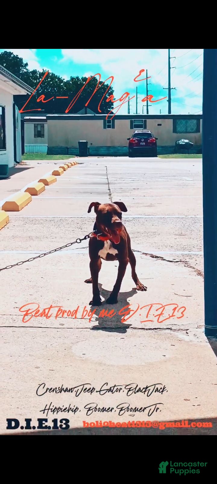 American Pit Bull Terrier dogs American Pit Bull Terrier 1 - Ad 31