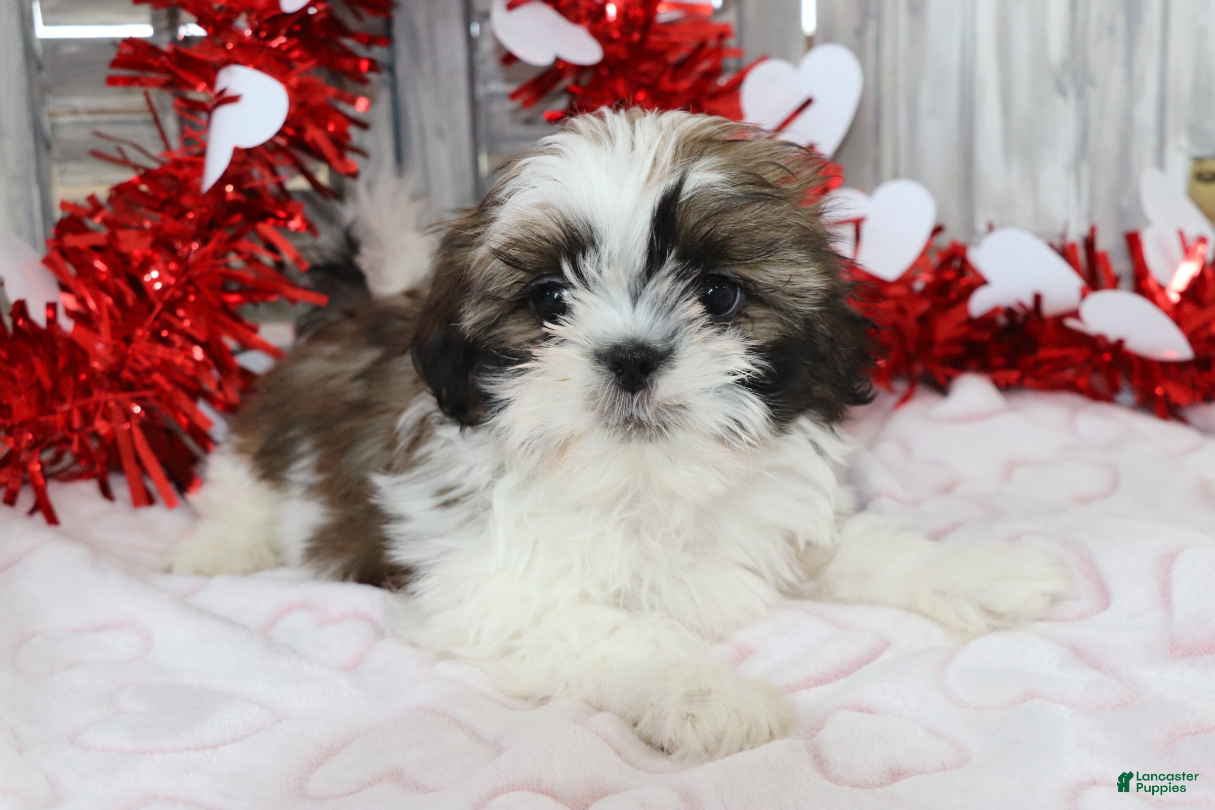 Shih Tzu dogs Joey  - Ad 2