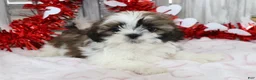 Shih Tzu dogs for sale: Joey  - Ad 2