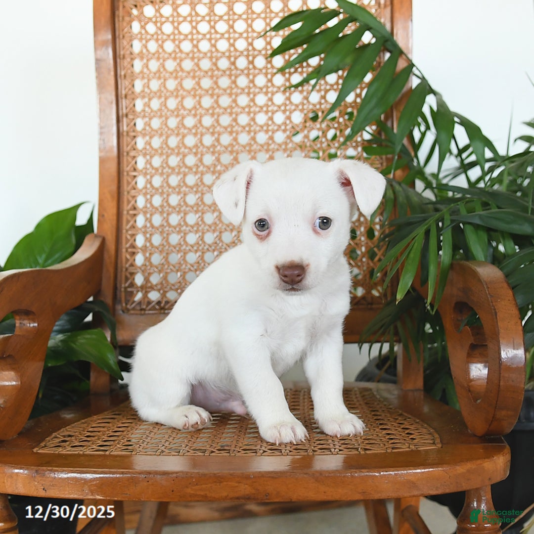 Jack Russell Terrier dogs for sale: Rascal - Ad 1