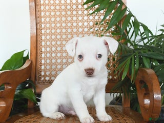 Jack Russell Terrier dogs Rascal - Ad 29