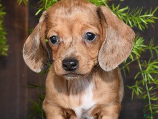 Miniature Dachshund dogs - Ad 41