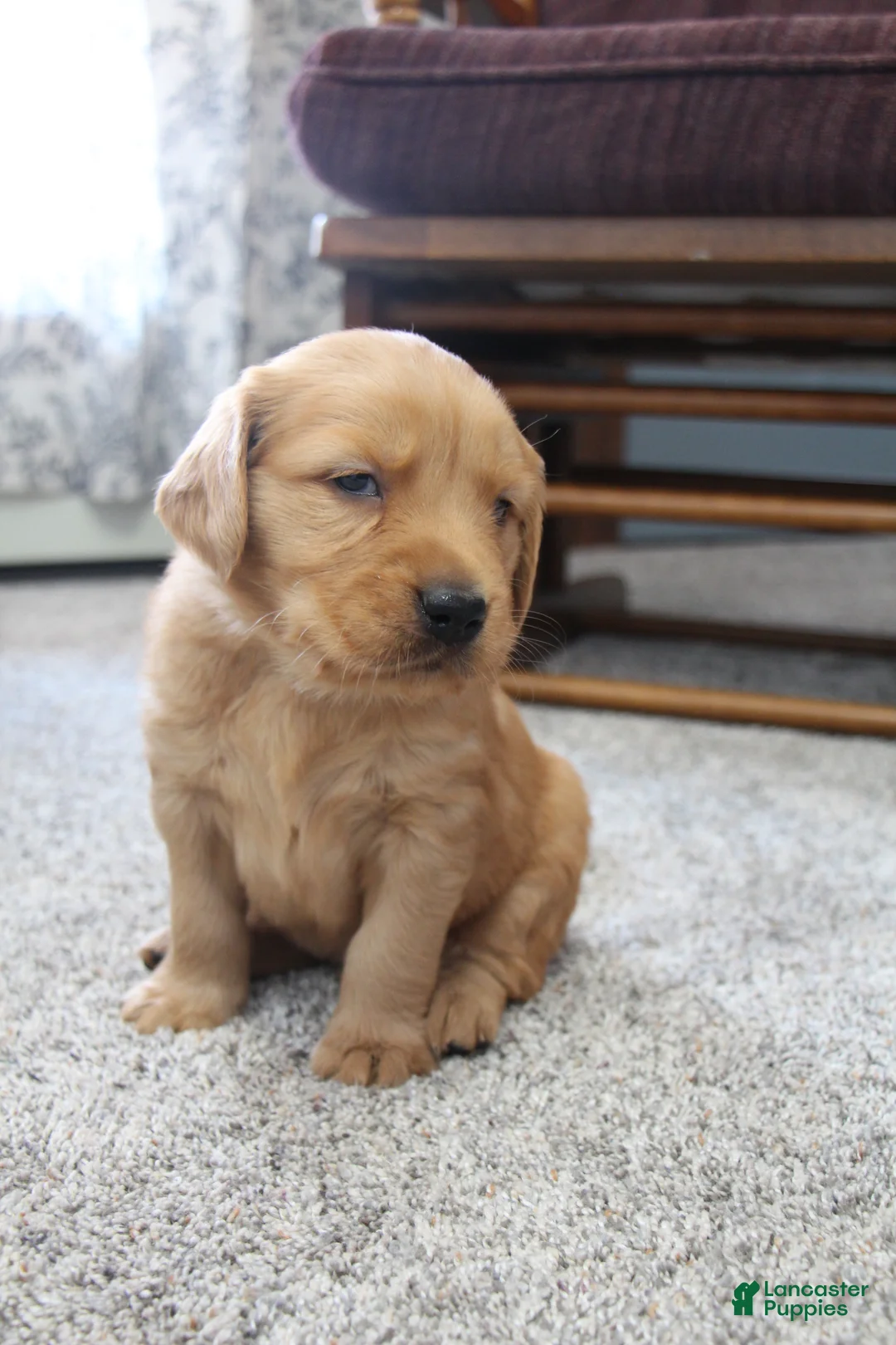 Golden Retriever dogs for sale: Rune - Ad 2
