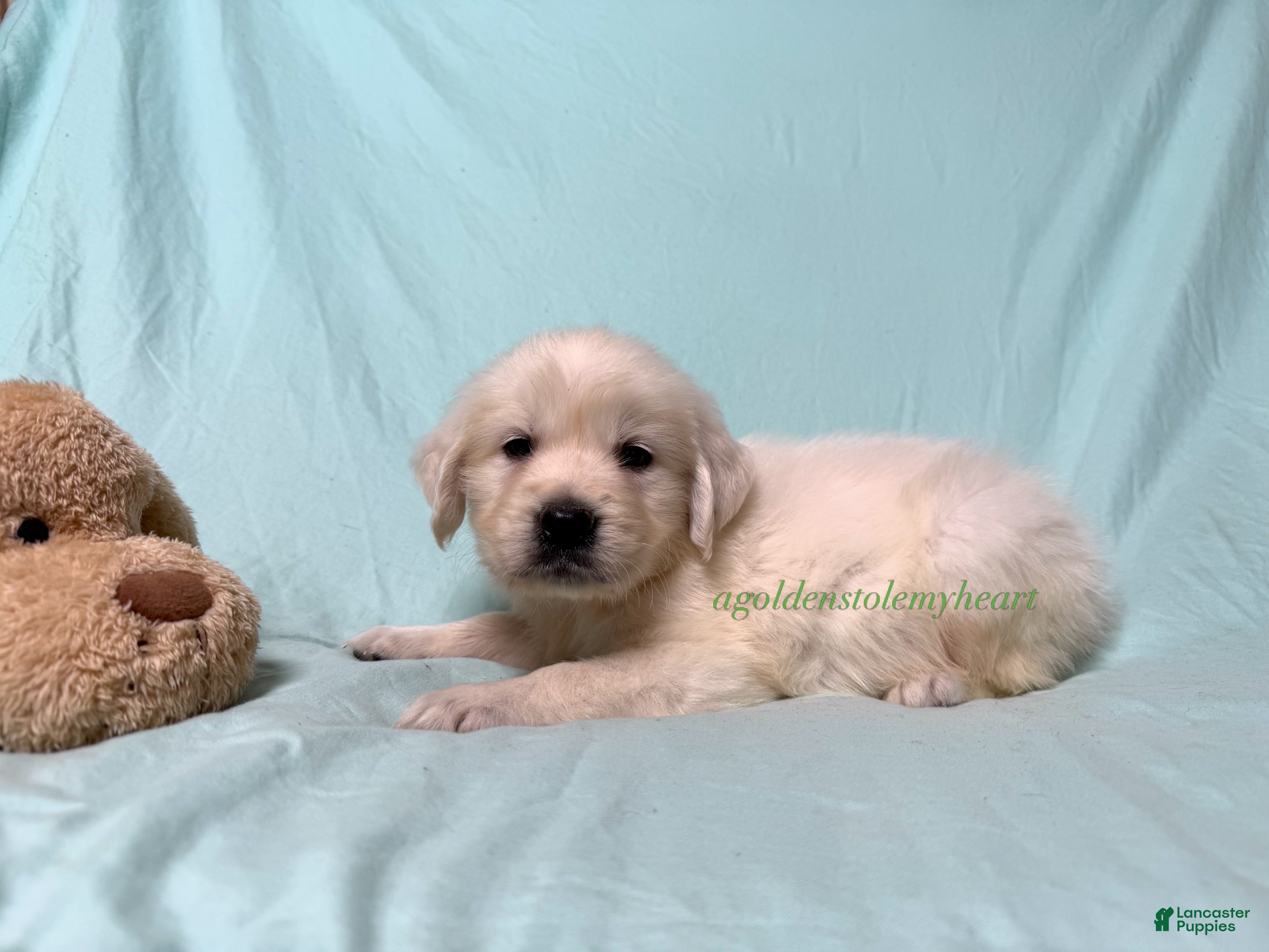 Golden Retriever dogs Martin - Ad 1