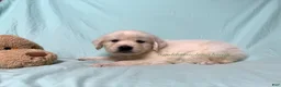 Golden Retriever dogs for sale: Martin - Ad 1
