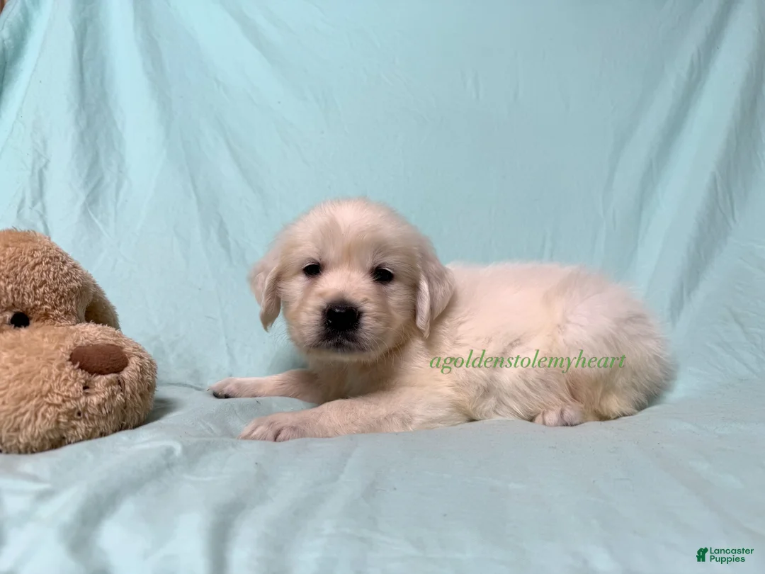 Golden Retriever dogs for sale: Martin - Ad 1