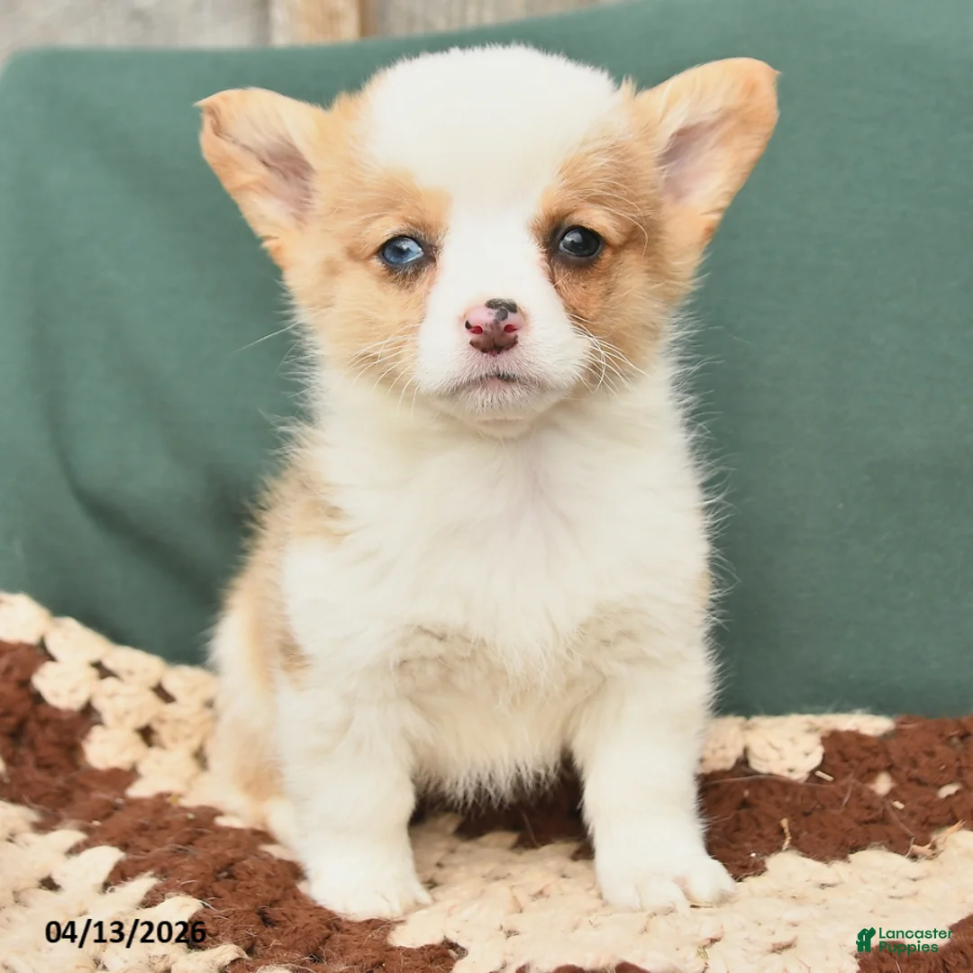 Welsh Corgi Pembroke dogs for sale: Hana - Ad 3