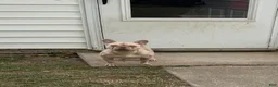 French Bulldog dogs for sale: French Bulldog 2 - Ad 5