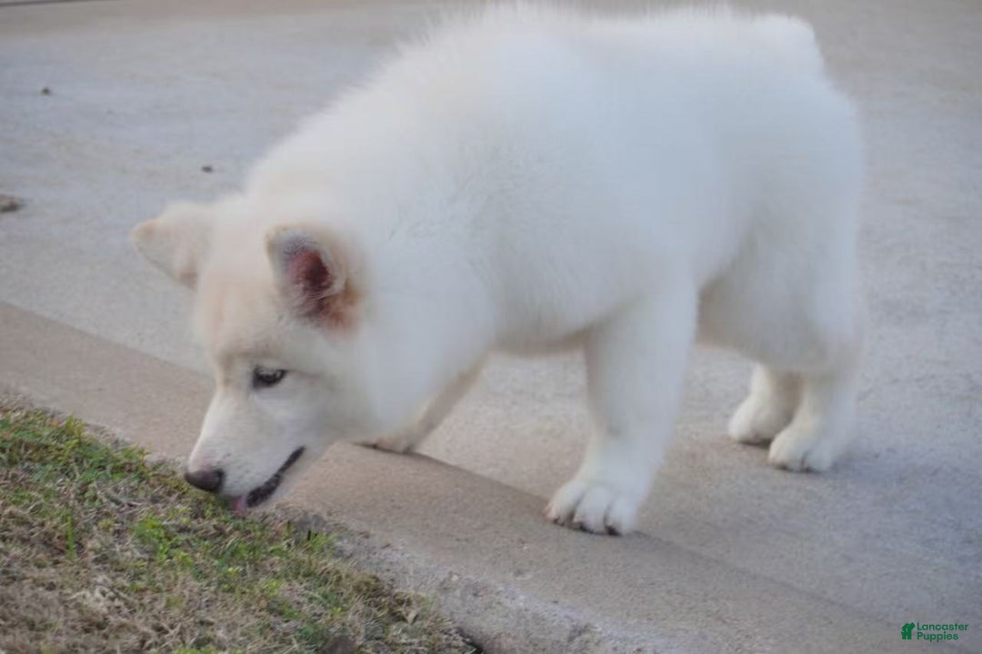 Alaskan Malamute dogs for sale: Xi Xi - Ad 30