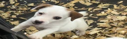 Jack Russell Terrier dogs for sale: Jack Russell Terrier 5 - Ad 3