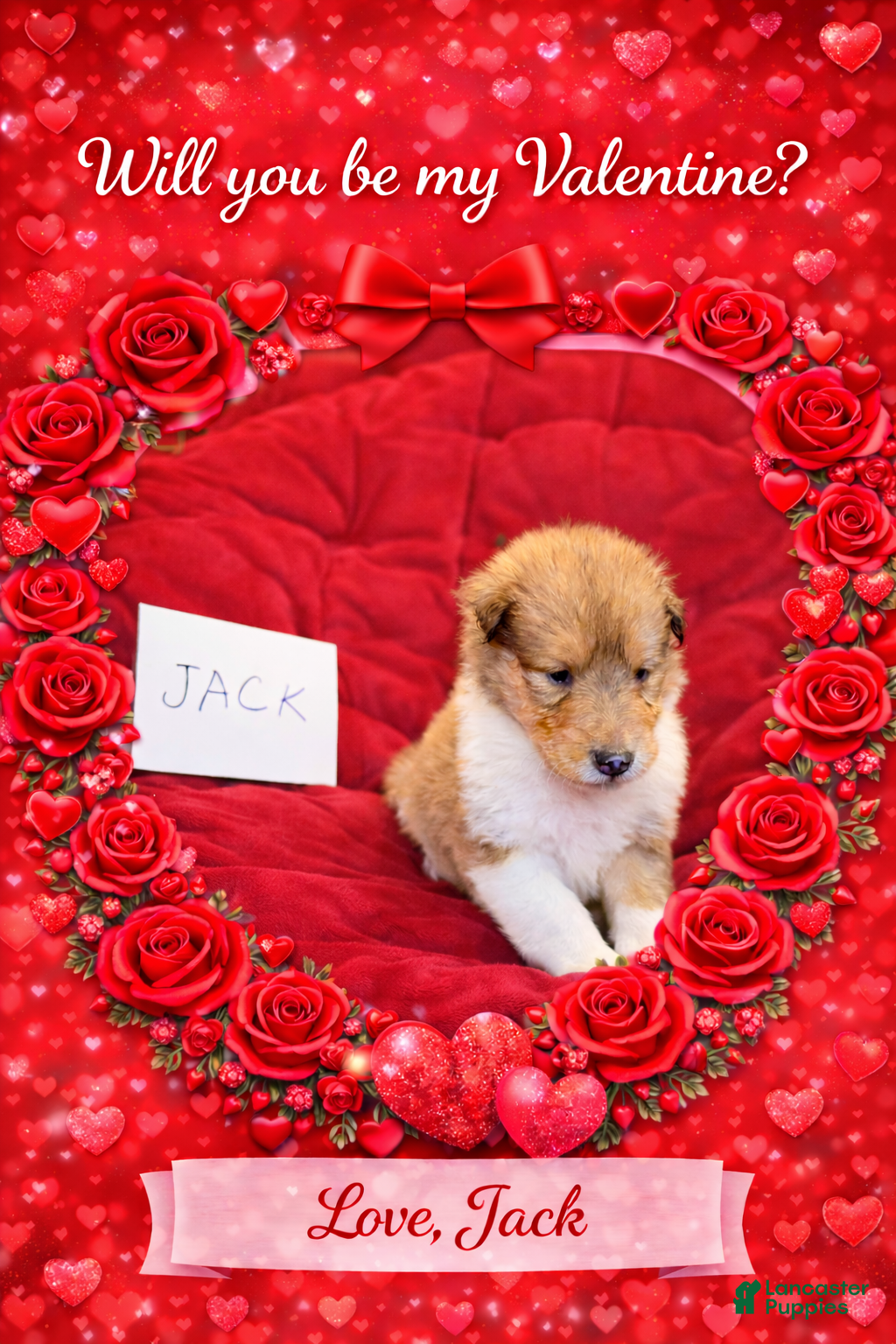 Collie dogs Jack - Ad 2