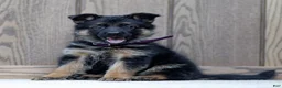 German Shepherd dogs for sale: Ziva - Ad 4