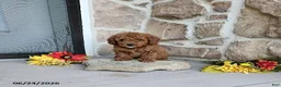Mini Goldendoodle dogs for sale: Richy - Ad 3