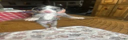 Sheepadoodle dogs for sale: Penny - Ad 3