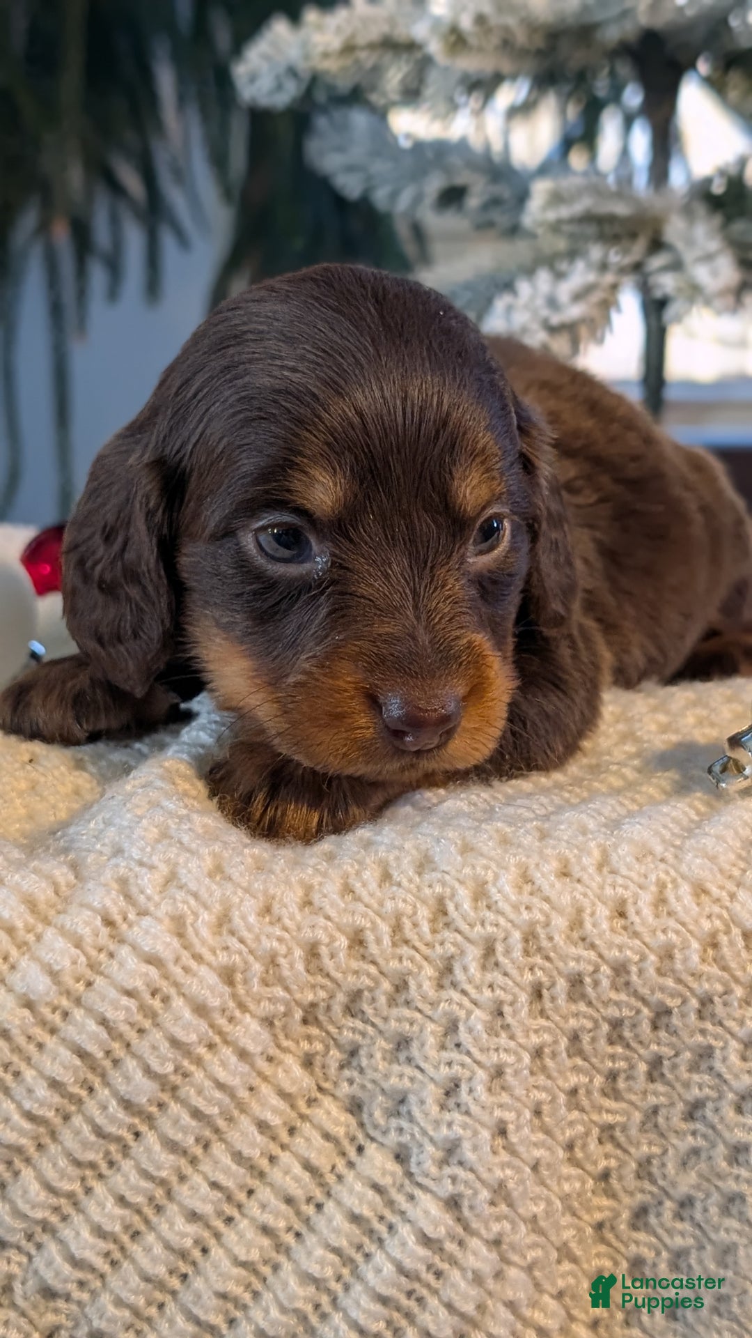Miniature Dachshund dogs for sale: Ivy - Ad 8