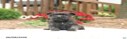 Mixed Breed dogs for sale: Shiloh - Ad 3