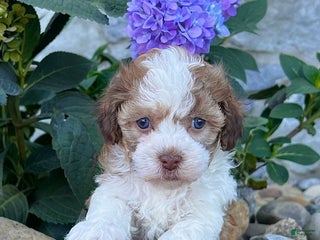 Havanese dogs - Ad 23