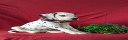 Dalmatian dogs for sale: Jules - Ad 4