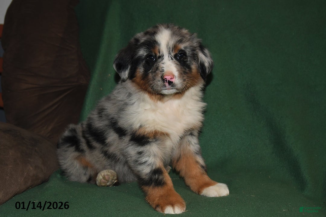 Mixed Breed dogs for sale: Lily - Ad 4